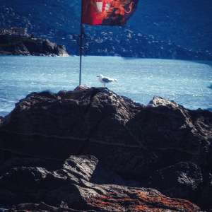 GENOVA-80